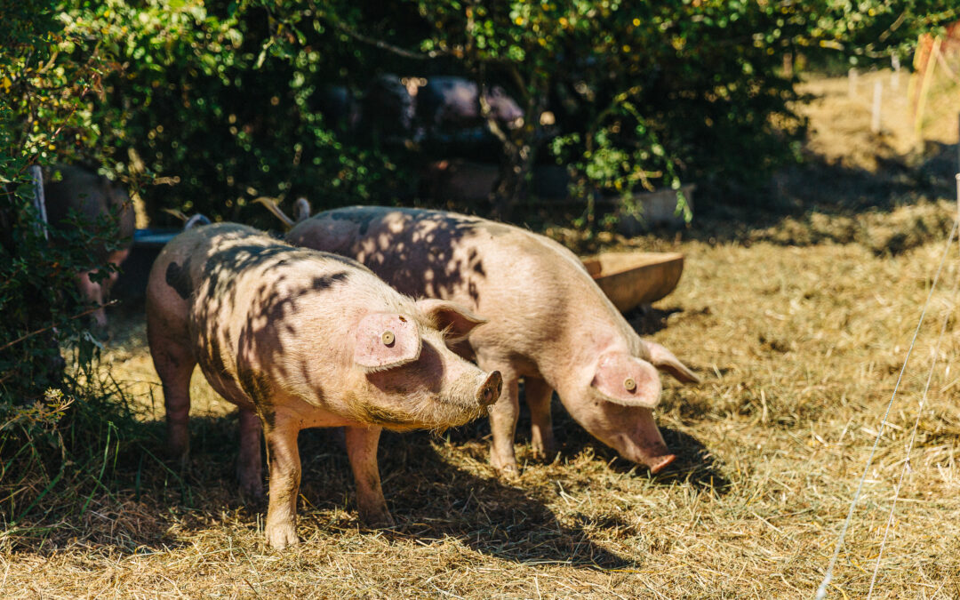 BVD – Neu verankert im EU-Tiergesundheitsrecht