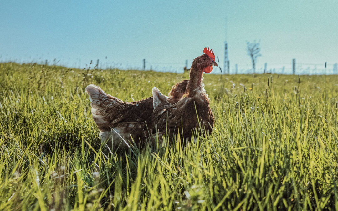 Neue Internetpräsenz der Tierseuchenkasse